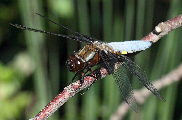 Libellula depressa?